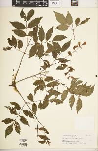 Image of Weinmannia serrata