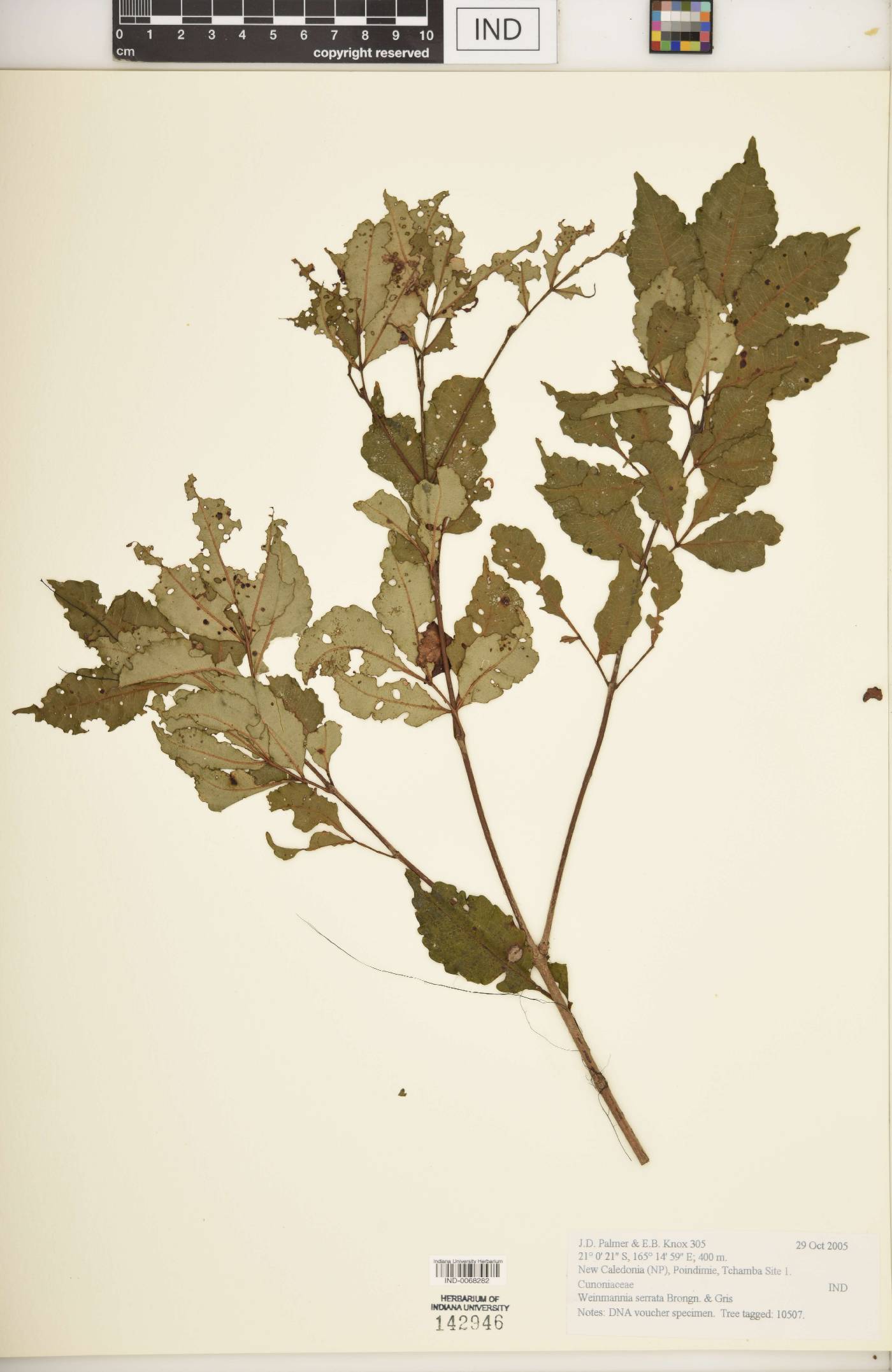 Weinmannia serrata image