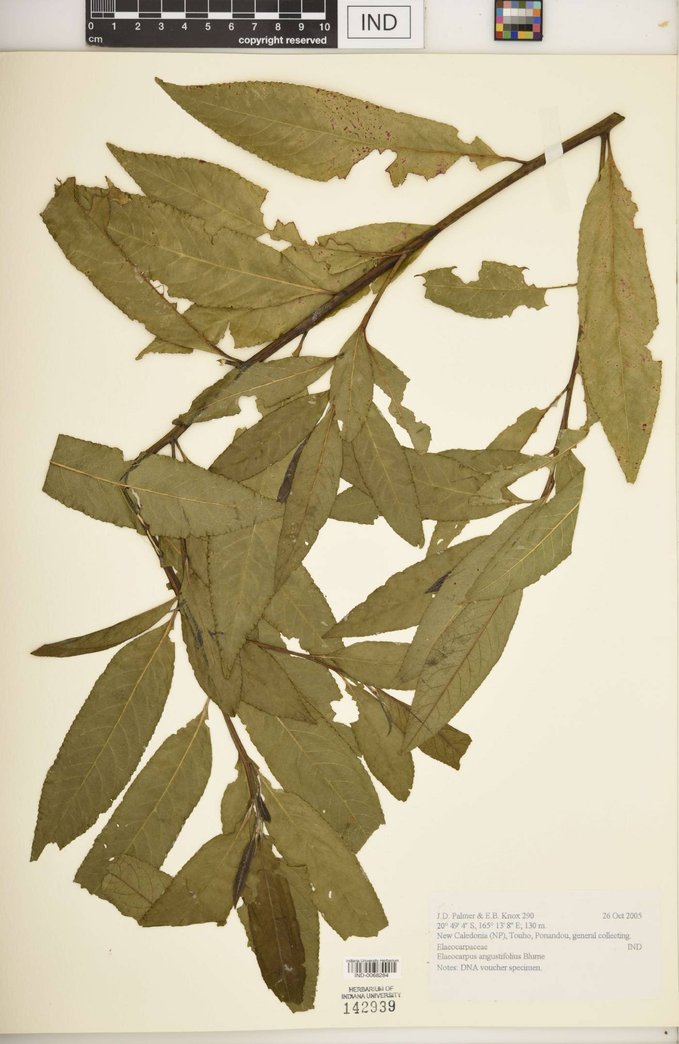 Elaeocarpus angustifolius image
