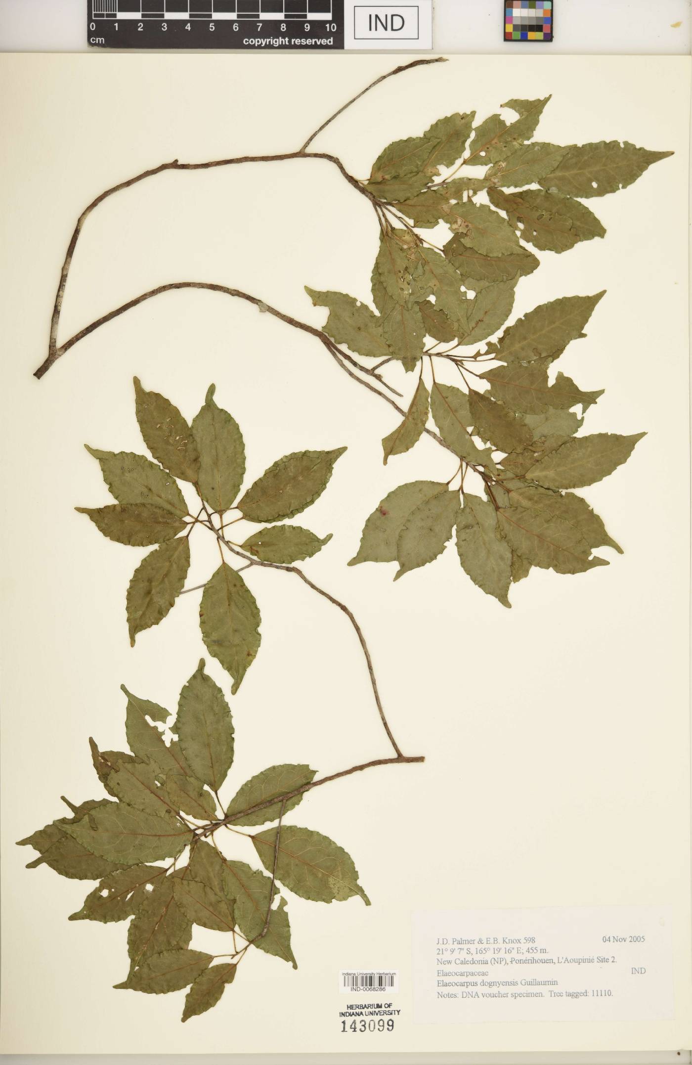 Elaeocarpus dognyensis image