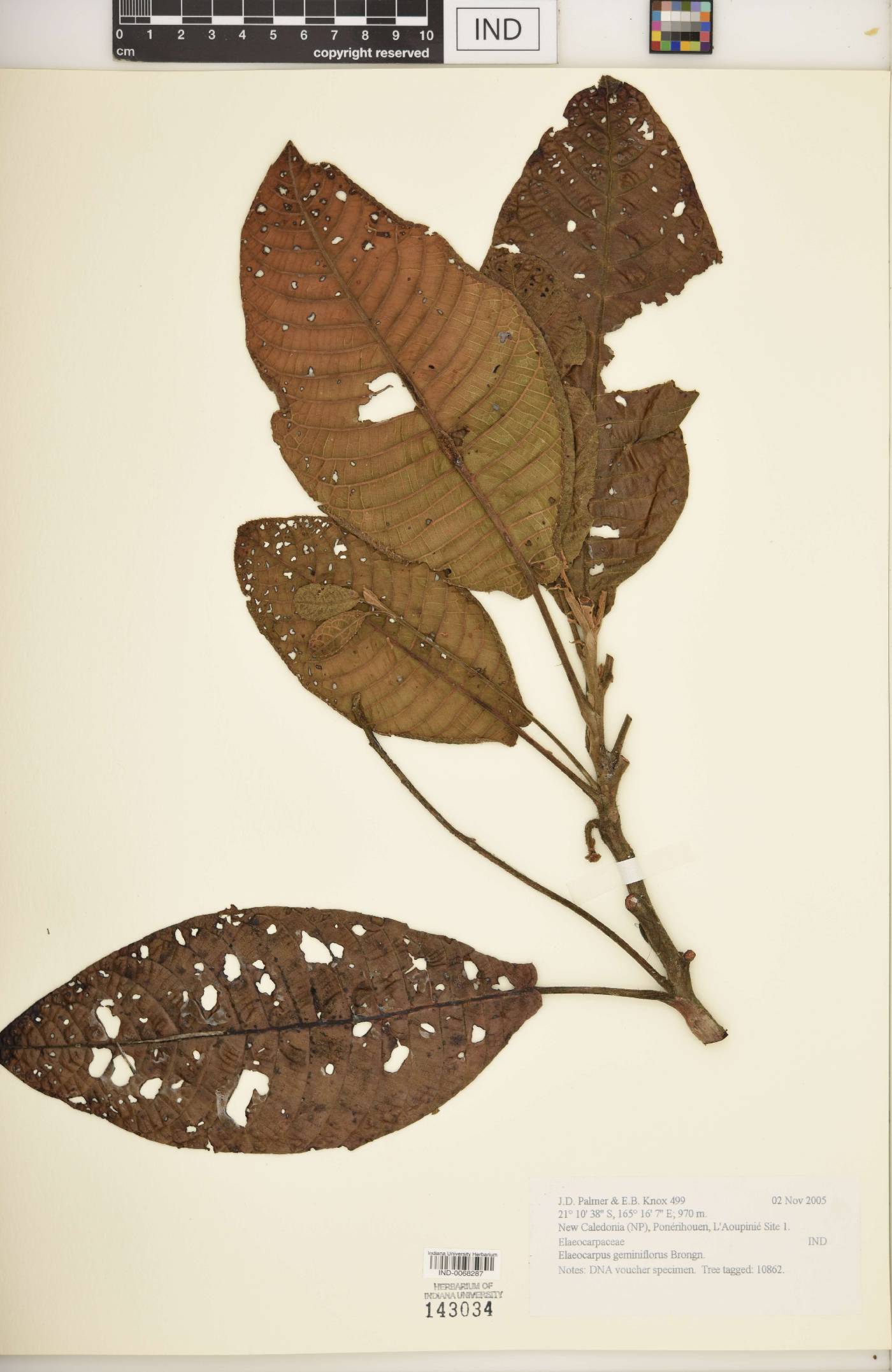 Elaeocarpus geminiflorus image