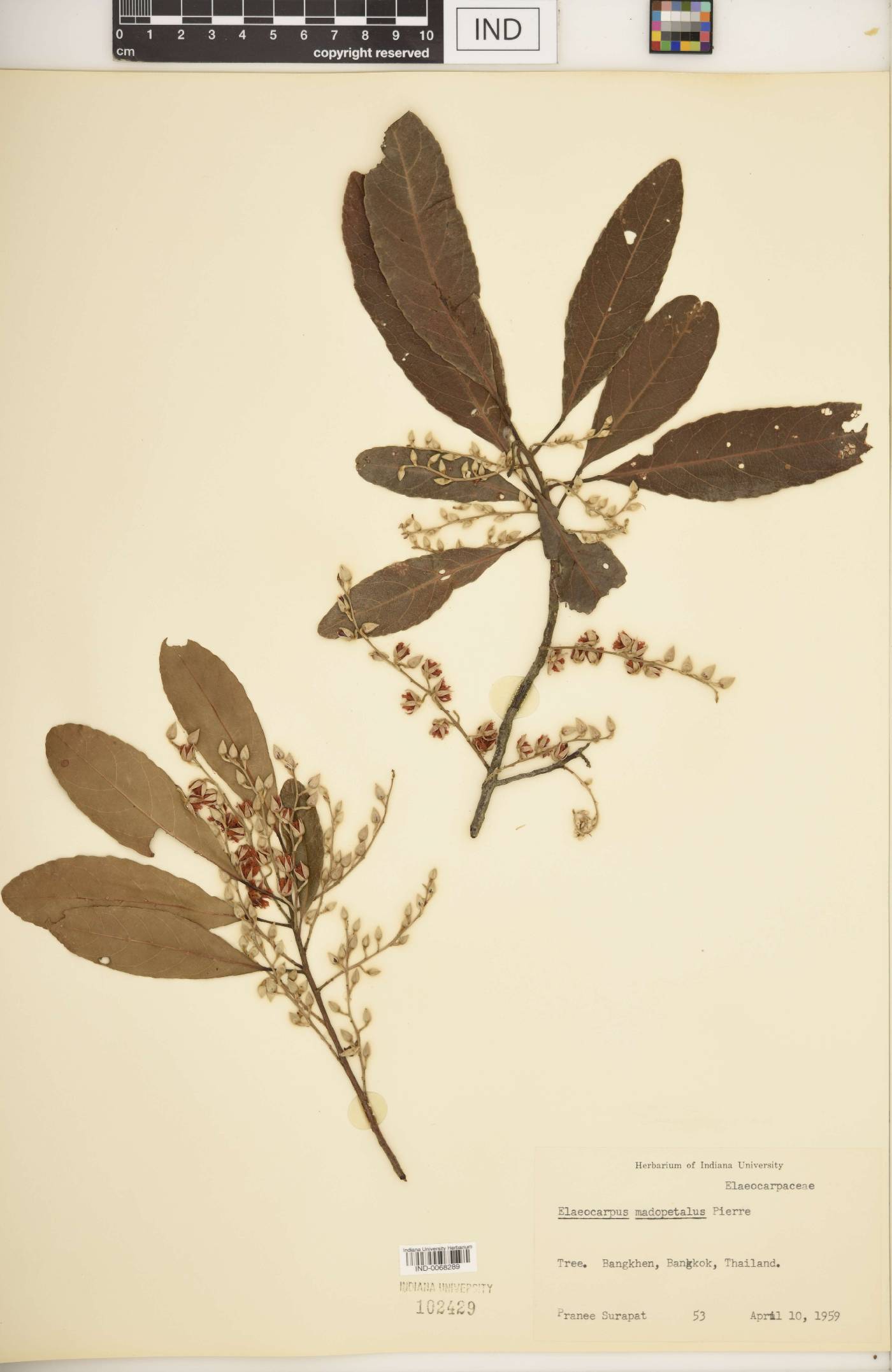 Elaeocarpus madopetalus image