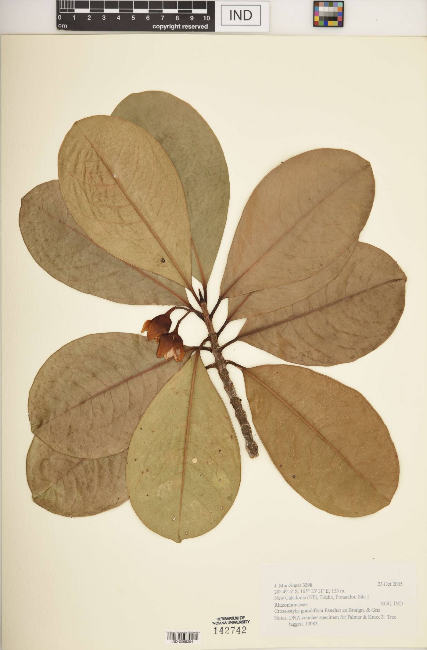 Crossostylis grandiflora image