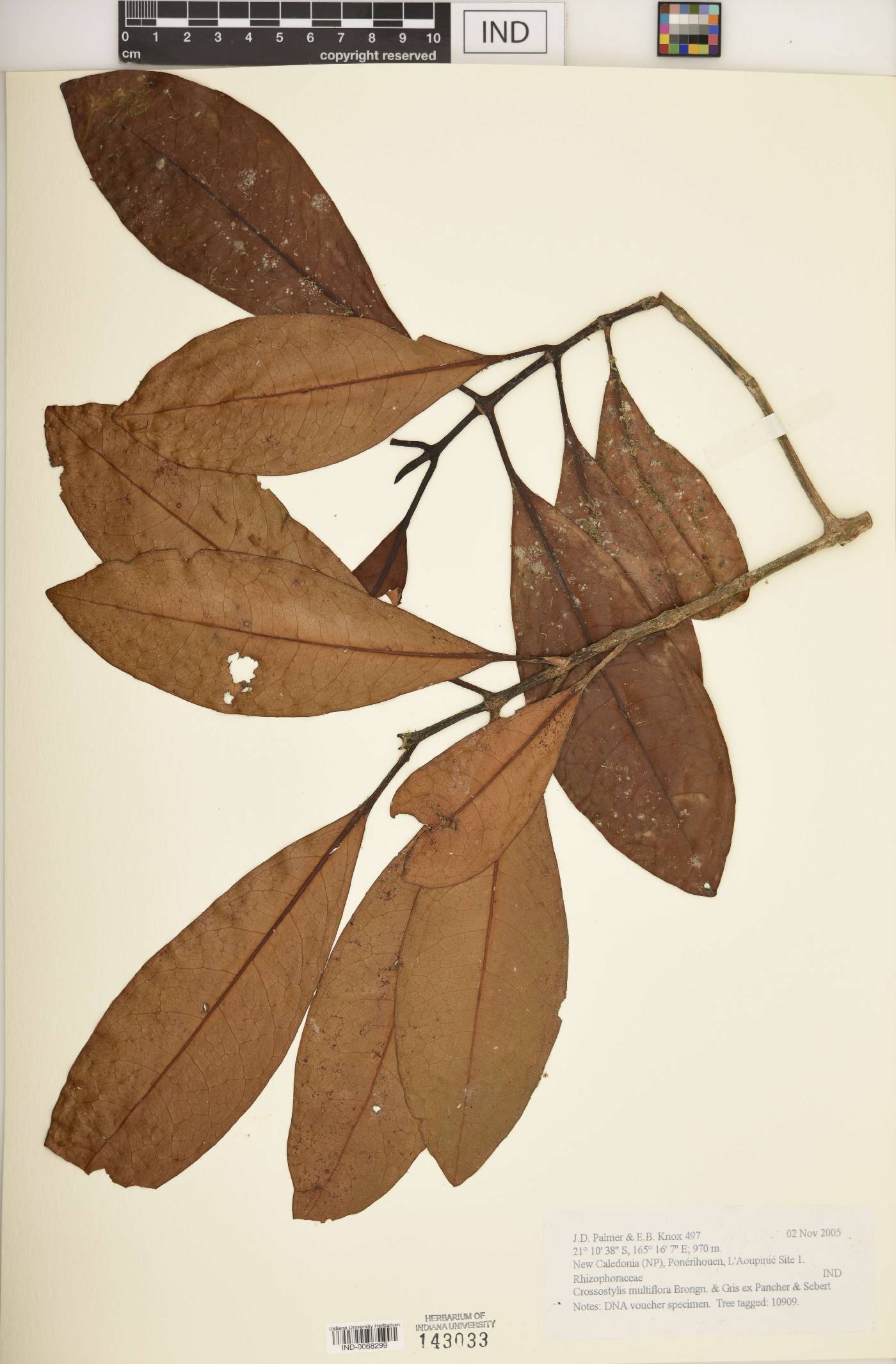 Crossostylis grandiflora image