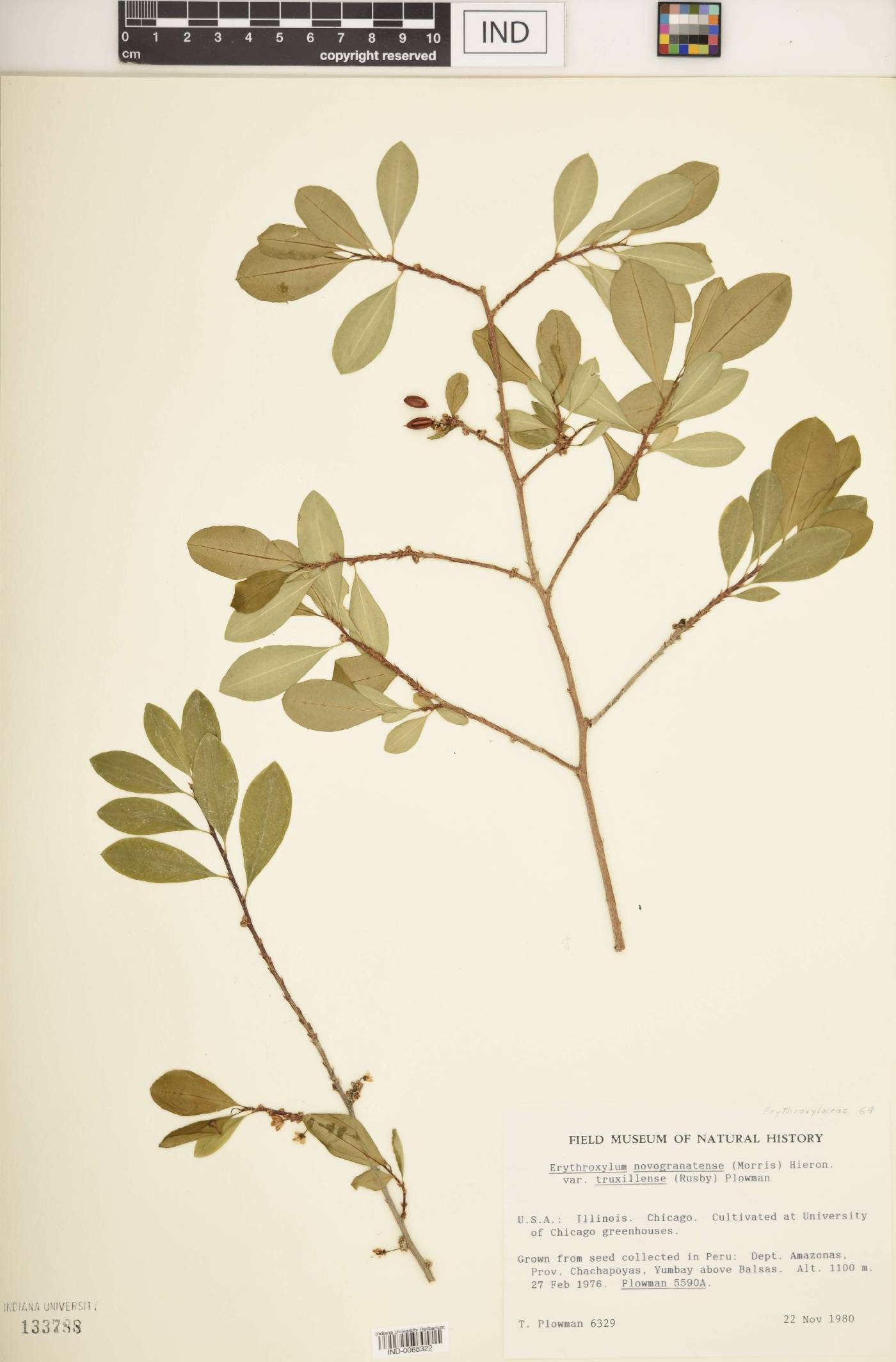 Erythroxylum novogranatense image