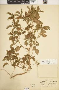 Acalypha ostryifolia image