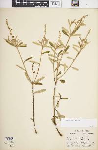 Croton linearis image