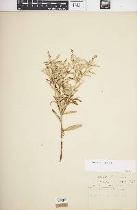 Croton linearis image