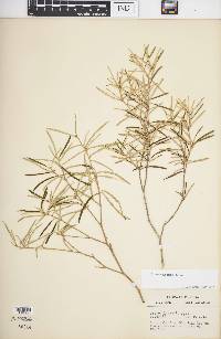 Croton linearis image