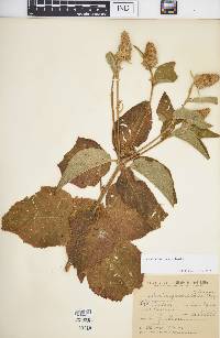 Croton flavispicatus image