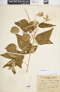 Croton flavispicatus image