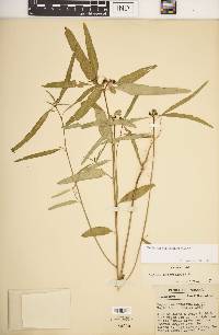 Euphorbia cyathophora image