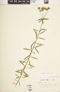 Euphorbia hierosolymitana image