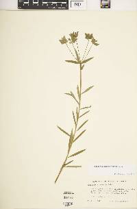 Euphorbia hierosolymitana image