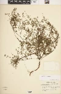 Chamaesyce hyssopifolia image