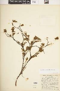 Euphorbia mesembrianthemifolia image