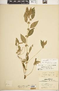 Acalypha virginica image