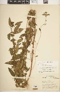 Acalypha virginica image