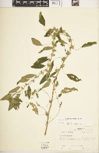 Acalypha virginica image