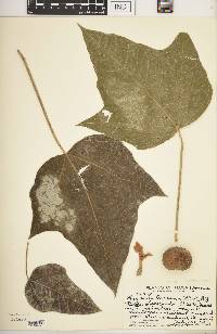 Aleurites moluccana image