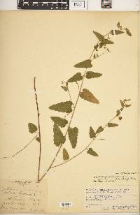 Tragia urticifolia image