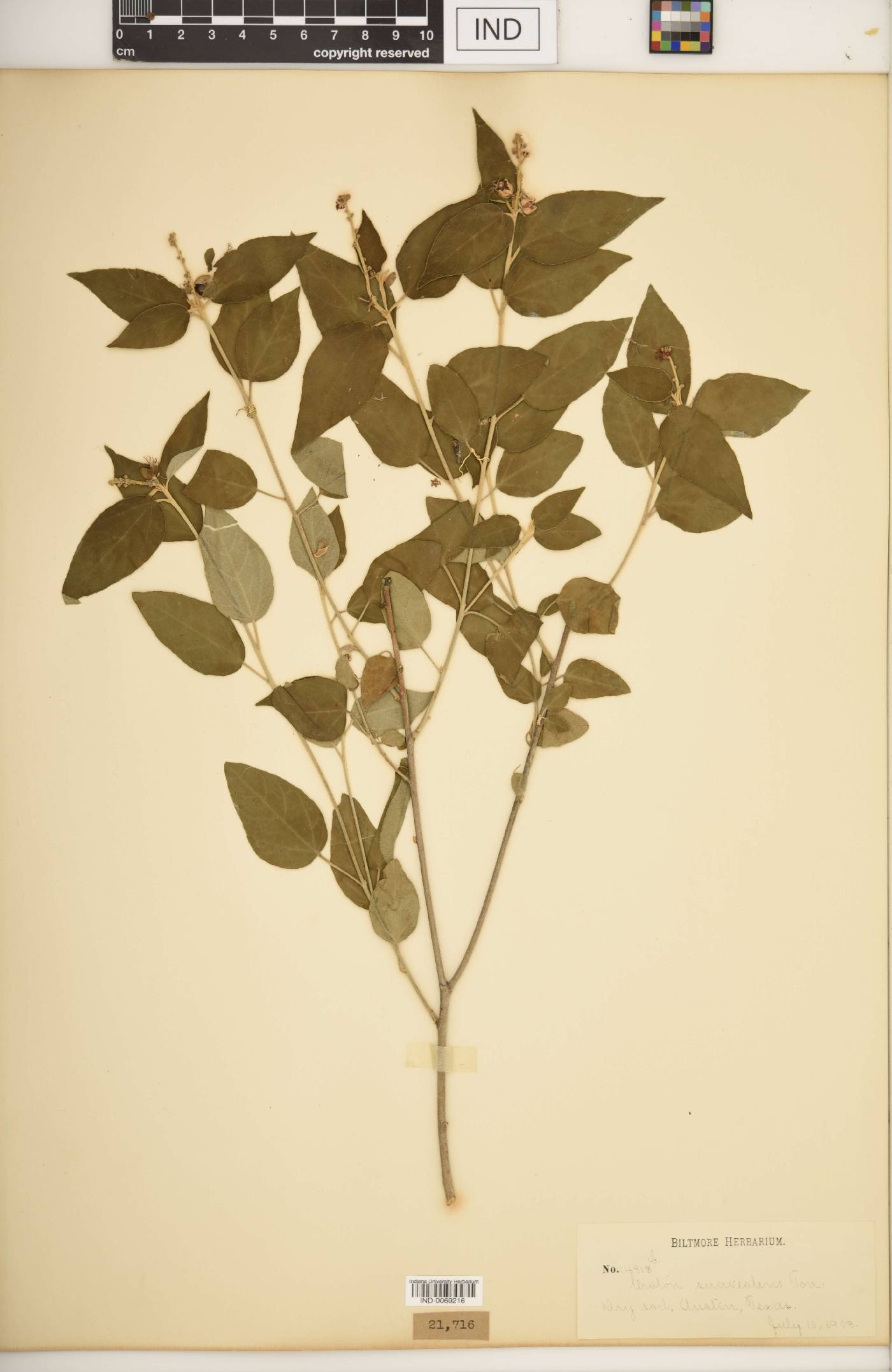 Croton suaveolens image