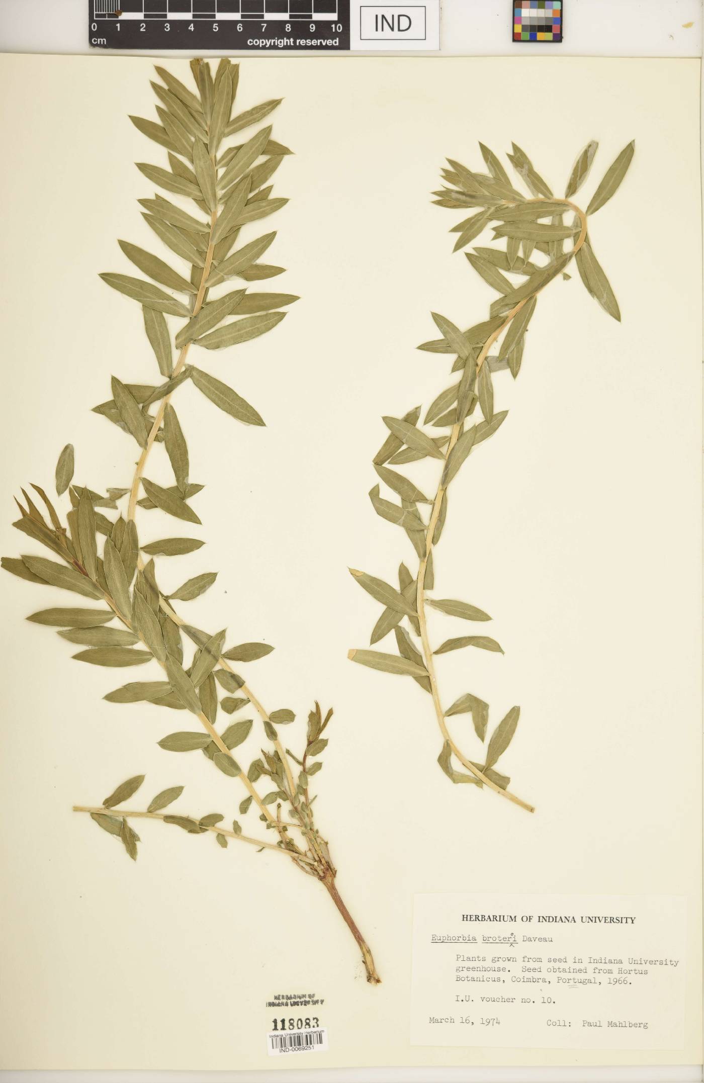 Euphorbia broteroi image