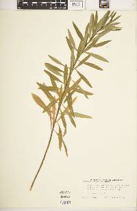 Euphorbia ceratocarpus image