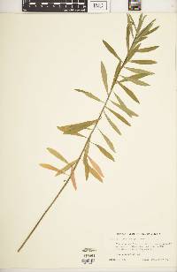 Euphorbia ceratocarpus image