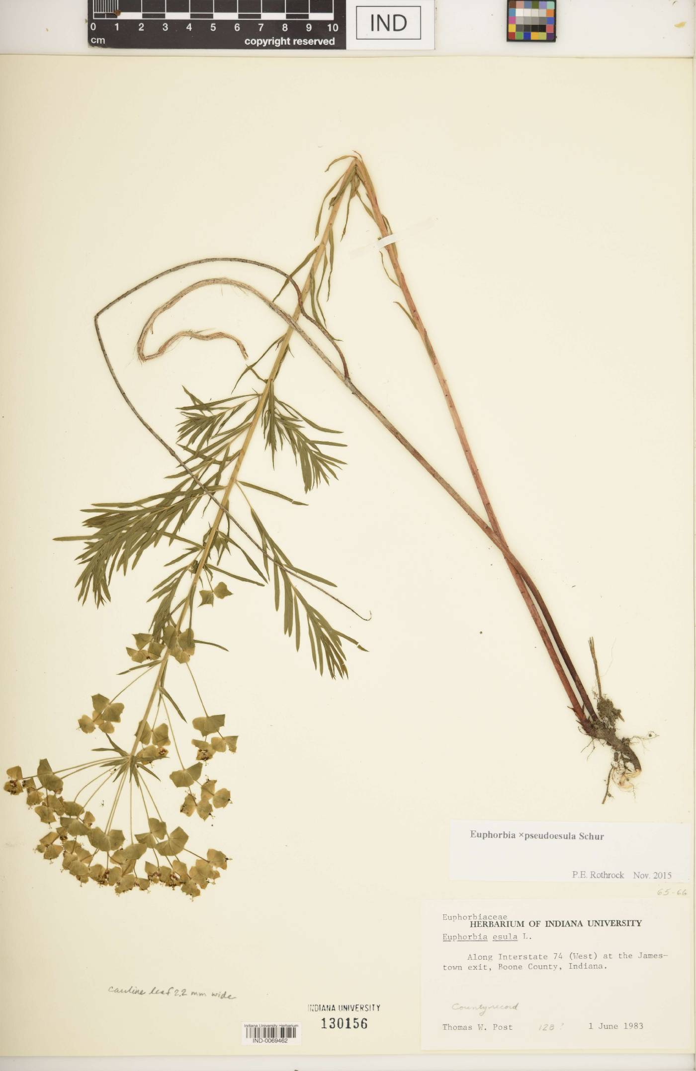 Euphorbia × pseudoesula image