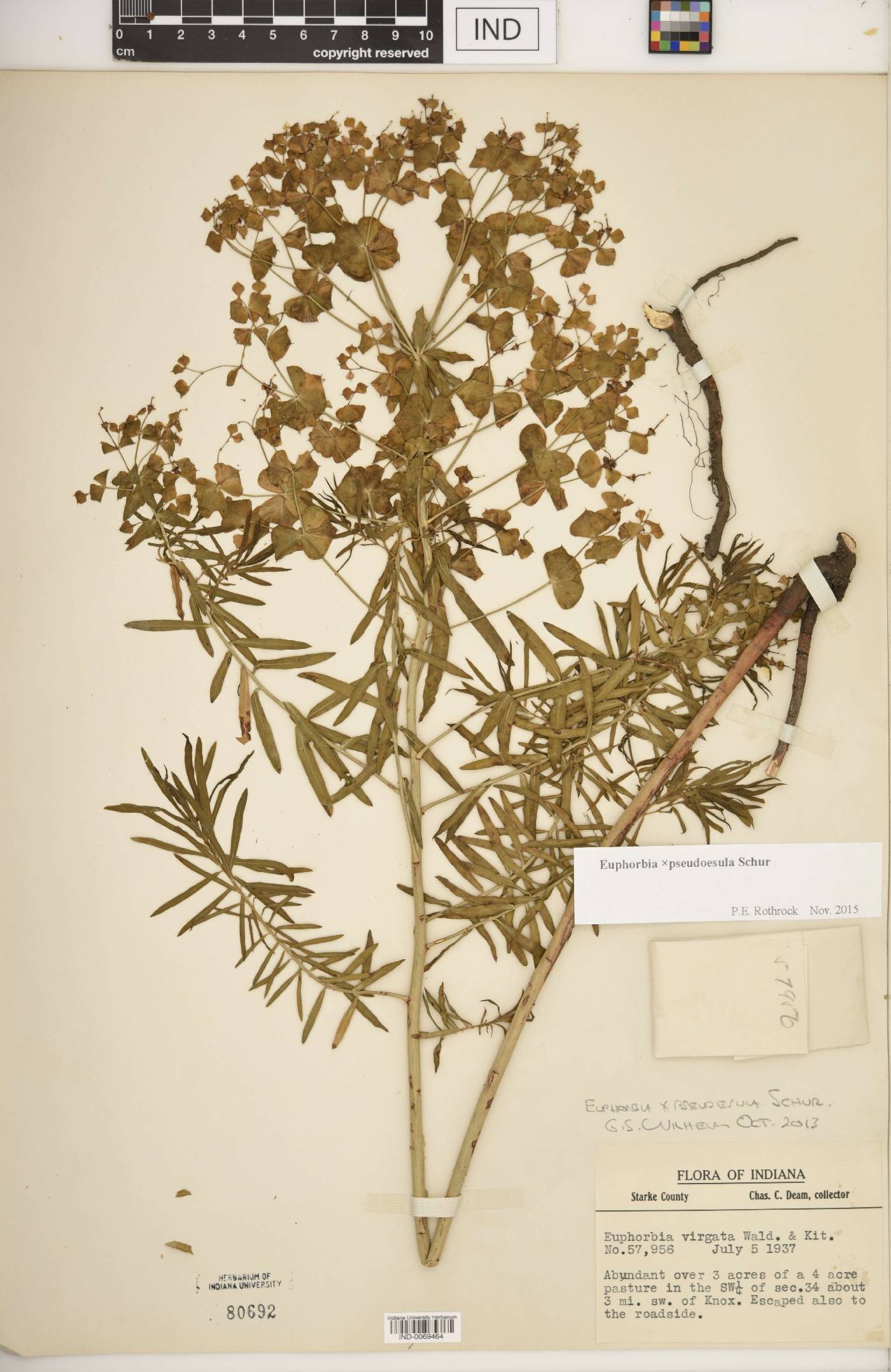 Euphorbia × pseudoesula image