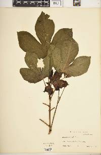 Jatropha gossypiifolia image