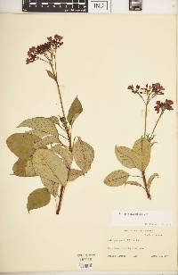 Jatropha integerrima image