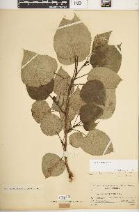 Populus balsamifera image