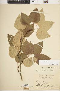 Populus balsamifera image