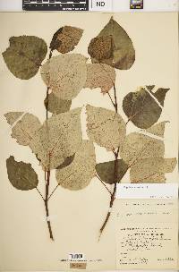 Populus balsamifera image