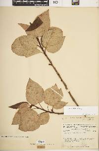 Populus balsamifera image