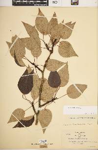 Populus balsamifera image