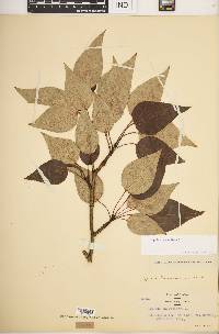 Populus balsamifera image