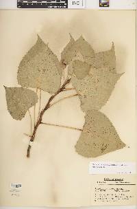 Populus deltoides subsp. deltoides image