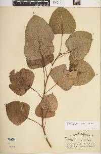 Populus deltoides subsp. deltoides image