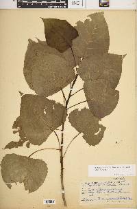 Populus deltoides subsp. deltoides image