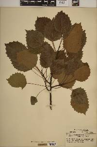 Populus grandidentata image