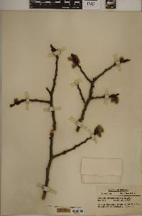 Populus grandidentata image