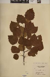 Populus grandidentata image