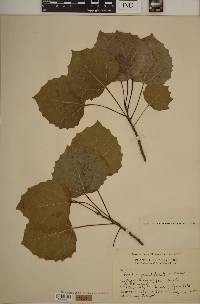 Populus grandidentata image