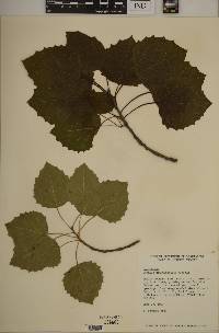 Populus grandidentata image