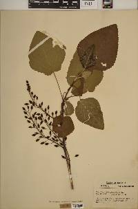 Populus heterophylla image