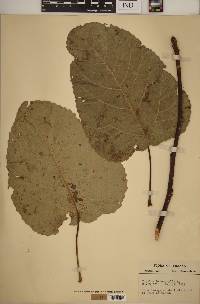 Populus heterophylla image