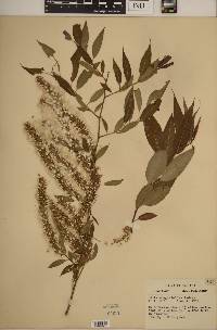 Salix amygdaloides image